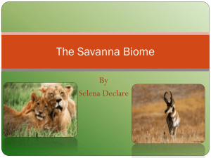 Savanna`s Powerpoint