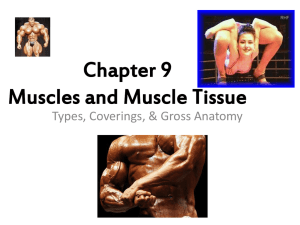 Chapter 9 Muscles and Muscle Tissue