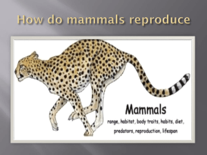 How do mammals reproduce GROUPS
