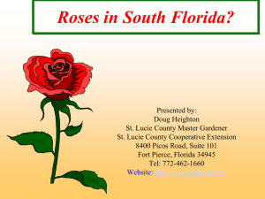 Roses in South Florida? - St. Lucie County Extension Office