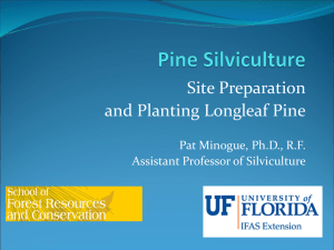 Site Preparation and Planting Longleaf Pine Powerpoint