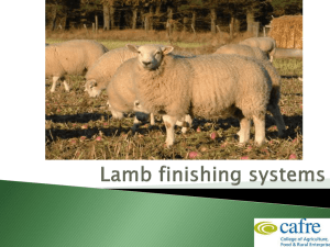 Weight of lamb