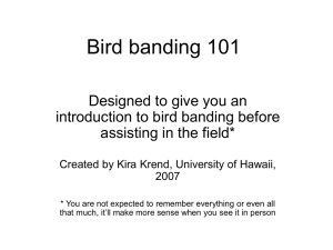 Bird Banding 101 Powerpoint