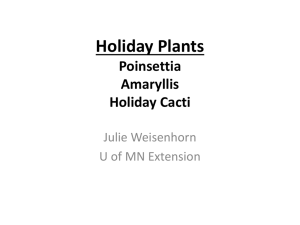 Holiday Plants