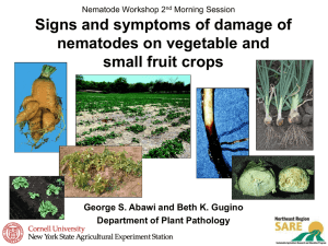 Signs and Symptoms of Damage on Vegetables Slides