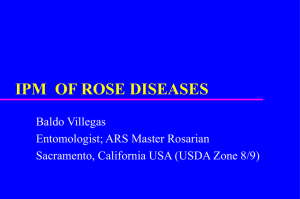 IPM of Rose Diseases - American Rose Society