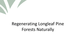 Regenerating Longleaf Pine Forests Naturally Powerpoint