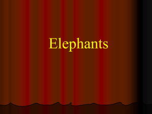 elephantetc_ppt IV V