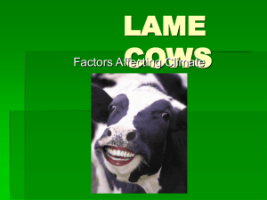 LAME COWS