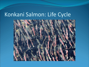 Kokanee Salmon: life cycle