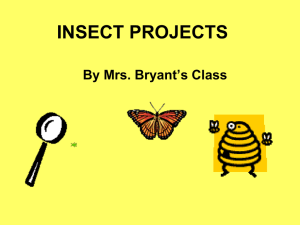 Insect PowerPoint by Mrs. Bryant`s Second Grade Class May 2012
