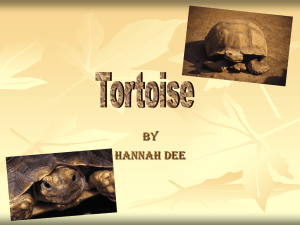 tortoise - Long Lawford Primary School
