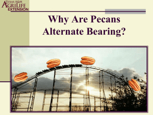 Alternate Bearing in Pecans