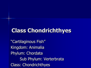 Class Chondrichthyes