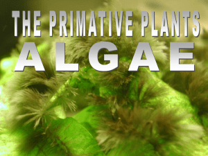 Algae Powerpoint - MUGAN`S BIOLOGY PAGE