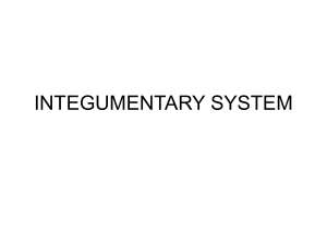 Integumentary system ppt