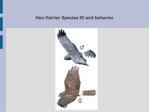 Hen Harrier ID Powerpoint