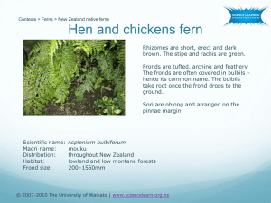New Zealand native ferns
