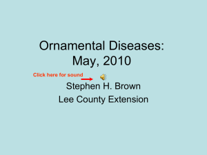 Recent Ornamental Diseases