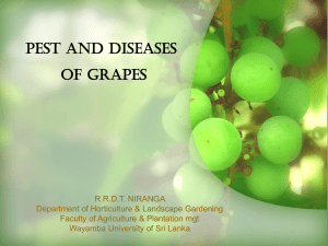 grapes presenation