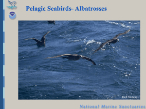 Albatross slide show
