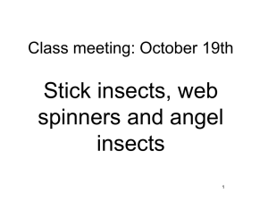 1 Class meeting: October 19th Stick insects, web spinners and angel