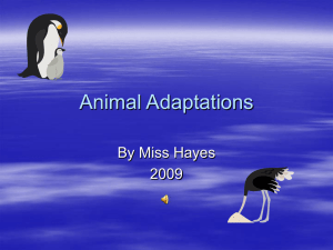 Animal Adaptations Power Point