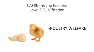 Poultry Animal Health Week 3 12.8MB