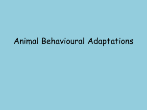 Behavioural Adaptations Intro and Penguins