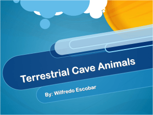 Terrestrial Cave Animals