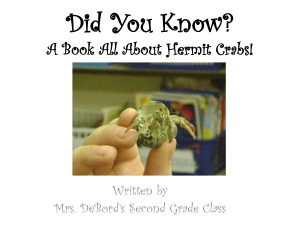 Hermit Crabs - WordPress.com