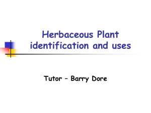 Herbaceous_Plant