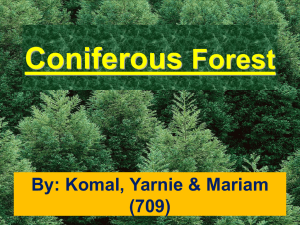 Coniferous Forest