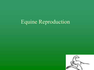 Equine Reproduction Presentation