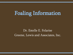 Estelle`s Foal Information