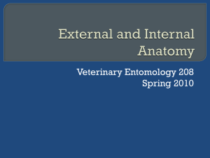 External and Internal Anatomy