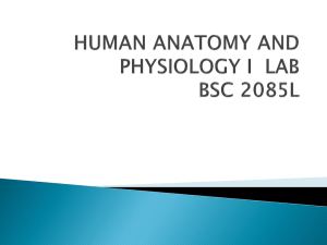 HUMAN ANATOMY AND PHYSIOLOGY I LAB BSC 1085L