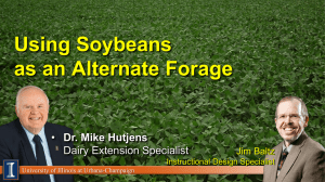 Using Soybeans as an Alternate Forage