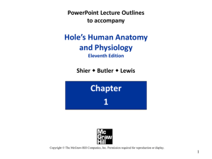 PowerPoint Lecture Outlines to accompany Hole*s Human Anatomy