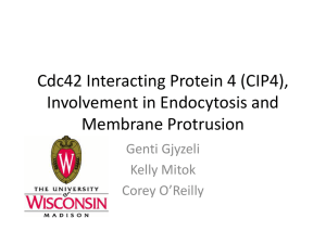 Cdc42 Interacting Protein 4 (CIP4), Involvement in