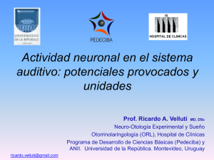 Modelo experimental de la actividad neuronal en el sistema auditivo