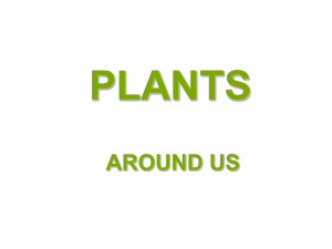 PLANTS AROUND US - CBSE International