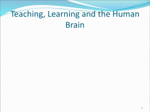 Teaching and The Human Braine
