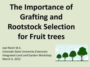 The Importance of Rootstock Selection