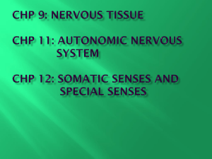 Nervous Tissue PPT