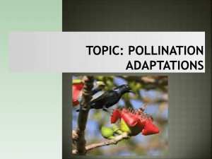 Topic: Pollination adaptations - e-CTLT