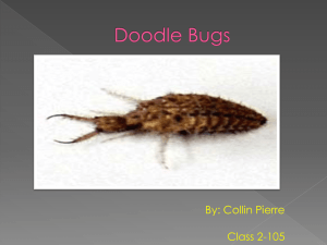Doodle bug