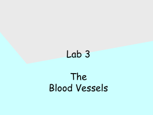 Chapter 19: Blood Vessels