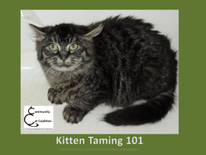 Kitten Taming 101 - Community Cat Coalition