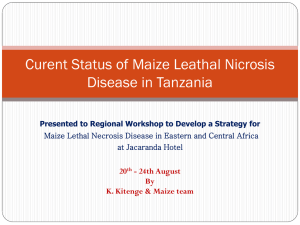 Curent Status of Maize Leathal Nicrosis Disease in